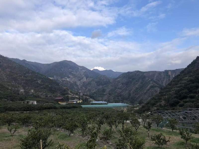 深层揭秘:高校学子如何重塑百年果园的数字化商业版图 企业服务